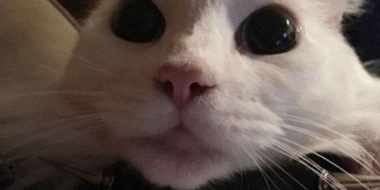 Imagem do grupo de WhatsApp 𝔩𝔬𝔳𝔢 2