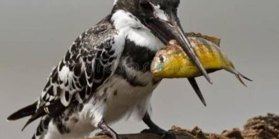 Imagem do grupo de WhatsApp Pássaro e pesca