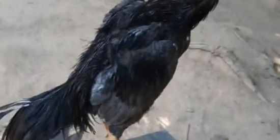 Imagem do grupo de WhatsApp PRESERVAÇÃO DO GALO ÍNDIO🔥💥