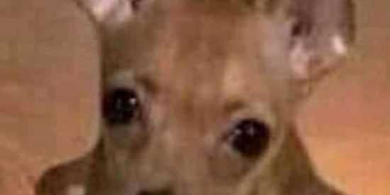 Imagem do grupo de WhatsApp SOS Brasil