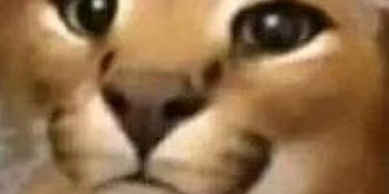 Imagem do grupo de WhatsApp Anti-LGBT