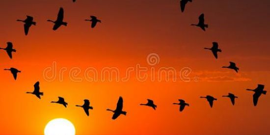 Imagem do grupo de WhatsApp 🇦🇴Adilson Panda e Amigos🇦🇴