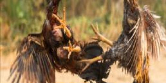 Imagem do grupo de WhatsApp GALOS COMBATENTES🔥🔥