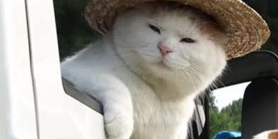 Imagem do grupo de WhatsApp 𝗦𝗵𝗶𝘁𝗽𝗼𝘀𝘁 𝗱𝗮 𝗭𝘂𝗲𝗶𝗿𝗮 (◠‿◕)👌