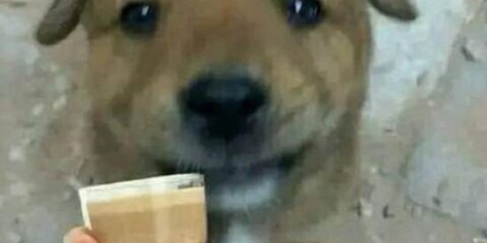 Imagem do grupo de WhatsApp GRINGOS ON