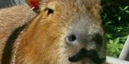 Imagem do grupo de WhatsApp BLOX FRUITS_gamers