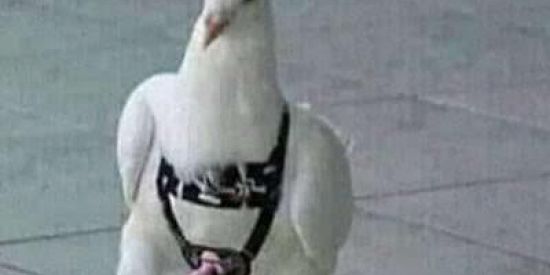 Imagem do grupo de WhatsApp Transbordagem 😎🔪