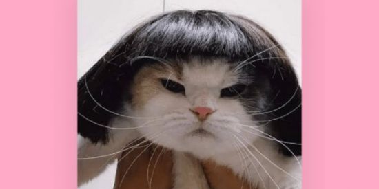 Imagem do grupo de WhatsApp Web família🕊️