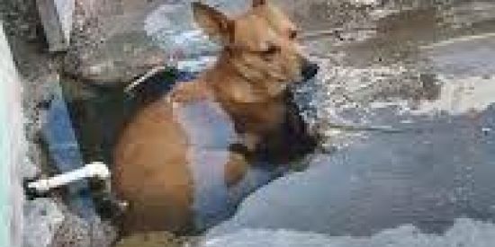 Imagem do grupo de WhatsApp 🔥⃟𝑫𝛯𝑺𝑬𝑴𝑷𝑹𝑬𝑮𝜟𝑫𝜣𝑺⃟🥀