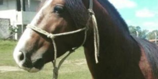 Imagem do grupo de WhatsApp call of duty