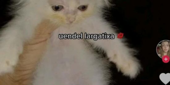 Imagem do grupo de WhatsApp Memes ou bate-papo