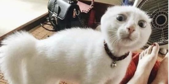 Imagem do grupo de WhatsApp Memes engraçados😂😂😁😁