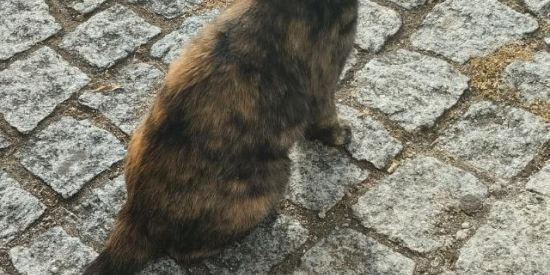 Imagem do grupo de WhatsApp Só ganza