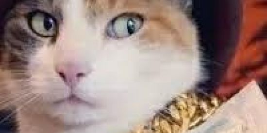 Imagem do grupo de WhatsApp Solteiro (a) On🟢