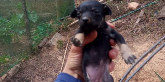 Imagem do grupo de WhatsApp Namoro só mineiros!😀