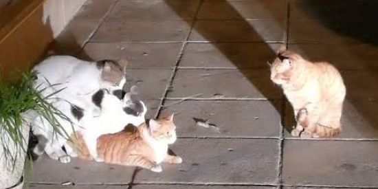 Imagem do grupo de WhatsApp MiauSurtados