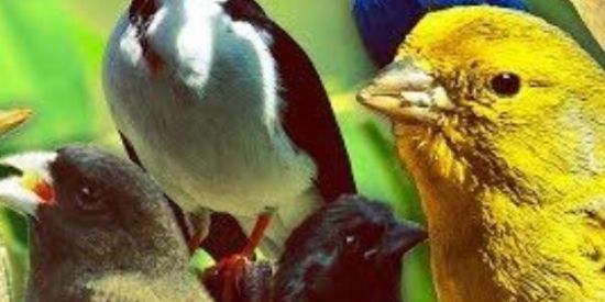 Imagem do grupo de WhatsApp 🦅 Passaros joinville 🦅