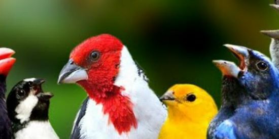 Imagem do grupo de WhatsApp Grupo de pássaro dá Paraipaba✔️✅☑️❇️