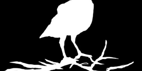 Imagem do grupo de WhatsApp Fraternidade do Pássaro Negro