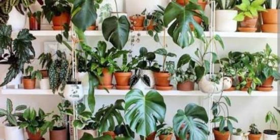 Imagem do grupo de WhatsApp Plantas - trocas e vendas