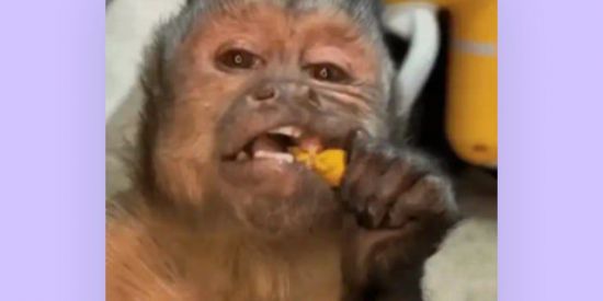 Imagem do grupo de WhatsApp ~LOUCURA ~