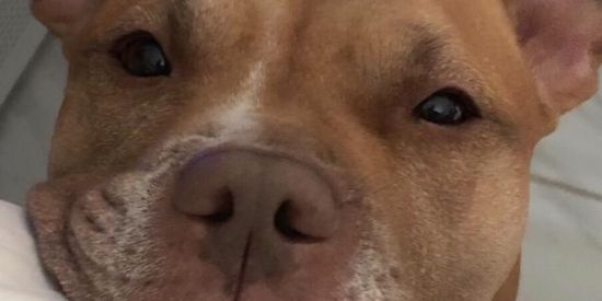 Imagem do grupo de WhatsApp ☯︎𝐿𝑂𝑆 𝐴𝑀𝐼𝐺𝑂𝑆☯︎