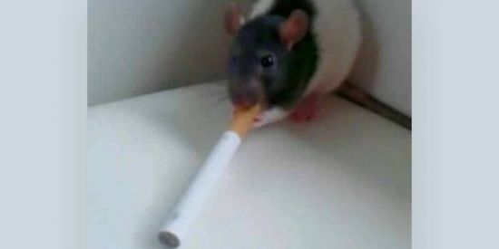 Imagem do grupo de WhatsApp Crazy's 🇧🇷