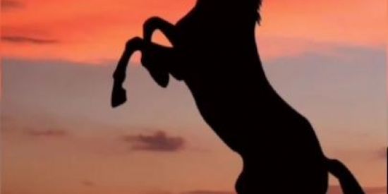 Imagem do grupo de WhatsApp Cavalos QM.❤️💥🐎