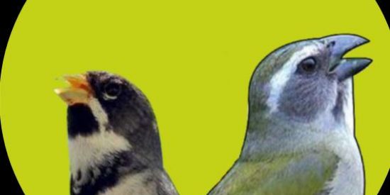 Imagem do grupo de WhatsApp Criatório King🐦