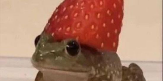 Imagem do grupo de WhatsApp ꧁𝑃𝑎̃𝑜 𝑐𝑜𝑚 𝑜𝑣𝑜꧂ 🗿🍷