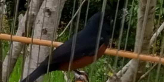 Imagem do grupo de WhatsApp Vendas e Trocas de Aves PR