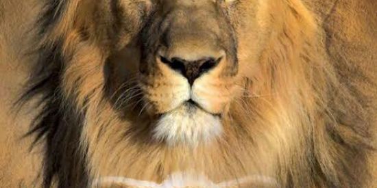 Imagem do grupo de WhatsApp Servos de Deus🙌🏻