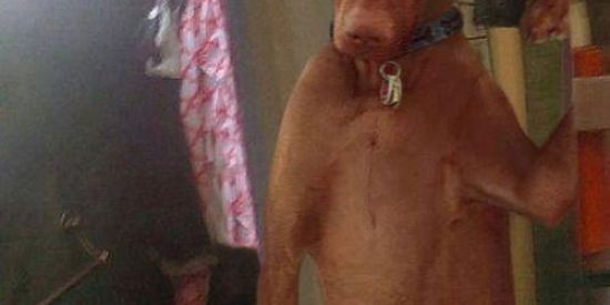 Imagem do grupo de WhatsApp 𝐃𝐀𝐑𝐊 𝐒𝐈𝐃𝐄