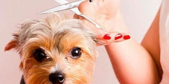 Imagem do grupo de WhatsApp Tosadores Londrina PR 🐶🐱