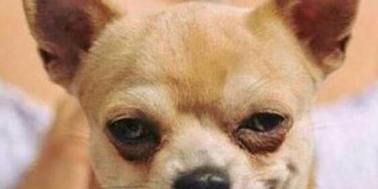 Imagem do grupo de WhatsApp RESENHA NÃO PARA