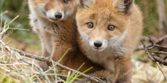 Imagem do grupo de WhatsApp RAPOSO