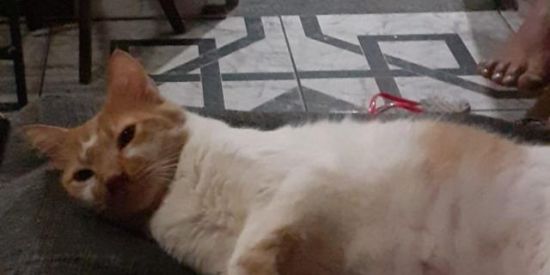 Imagem do grupo de WhatsApp Wilson do mangue