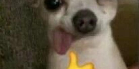 Imagem do grupo de WhatsApp memes🤭