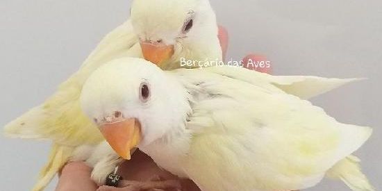 Imagem do grupo de WhatsApp TUDO SOBRE PSITACÍDEOS 🦜