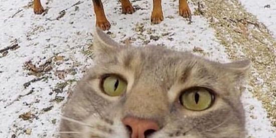 Imagem do grupo de WhatsApp WWW.CORNOS.COM