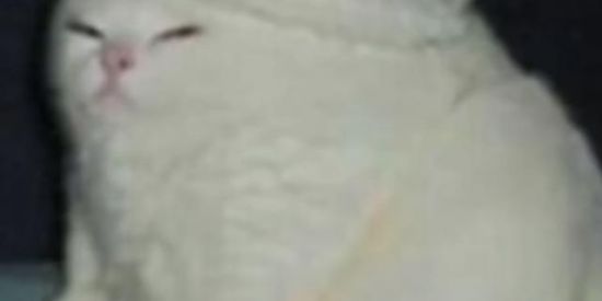 Imagem do grupo de WhatsApp 😜 𝚉𝙾𝚁𝚁𝙰  𝚃𝙾𝚃𝙰𝙻 🤪