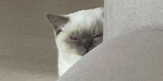 Imagem do grupo de WhatsApp /《📋:Informações/Ficha:📚》\