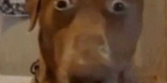 Imagem do grupo de WhatsApp Hospício