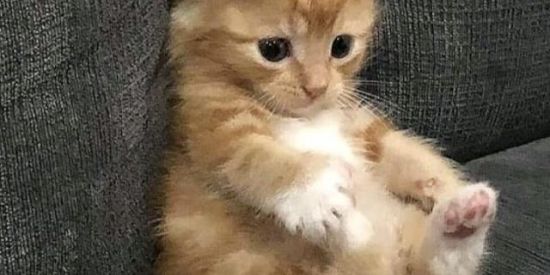 Imagem do grupo de WhatsApp AMIZA Ou NAMO?