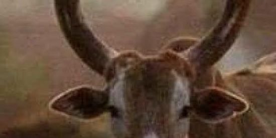 Imagem do grupo de WhatsApp Web namoro❤️❤️