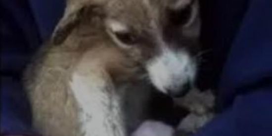 Imagem do grupo de WhatsApp Tobby precisa da ajuda