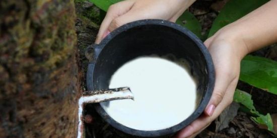 Imagem do grupo de WhatsApp Seringueira para todos