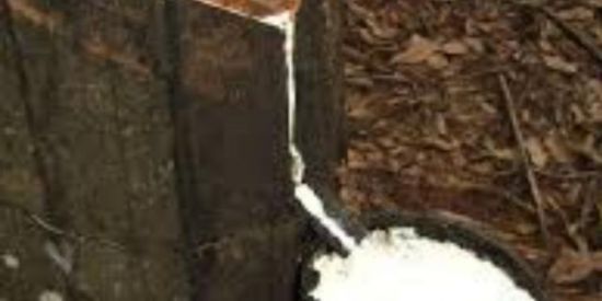 Imagem do grupo de WhatsApp Seringueira ilimitada