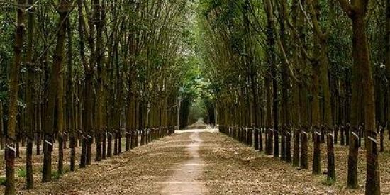 Imagem do grupo de WhatsApp Seringueiro com orgulho