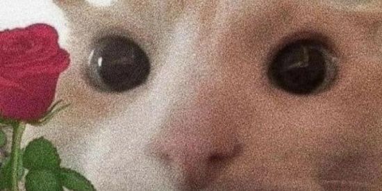 Imagem do grupo de WhatsApp Amizade 💗